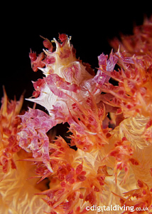 Soft Coral (Candy) Crab out for a stroll in the dark. D20... by David Henshaw 